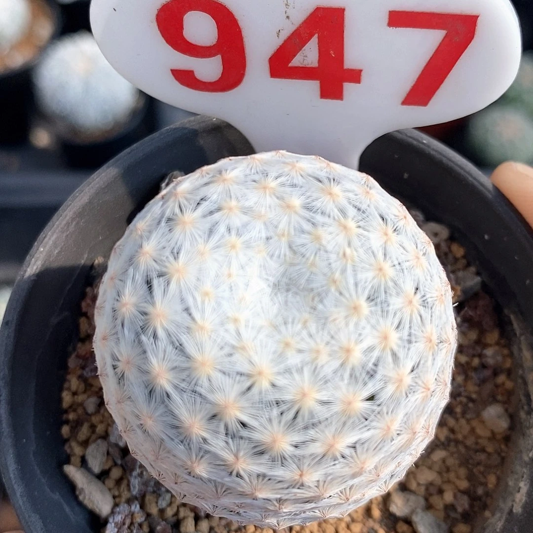 947白鸟系列特价福利