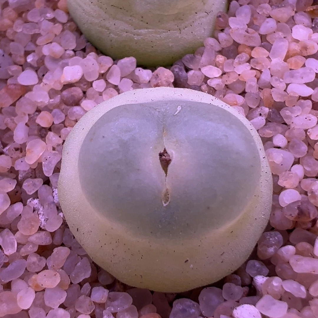 281。五年sh1200拉登母本。1.8厘米