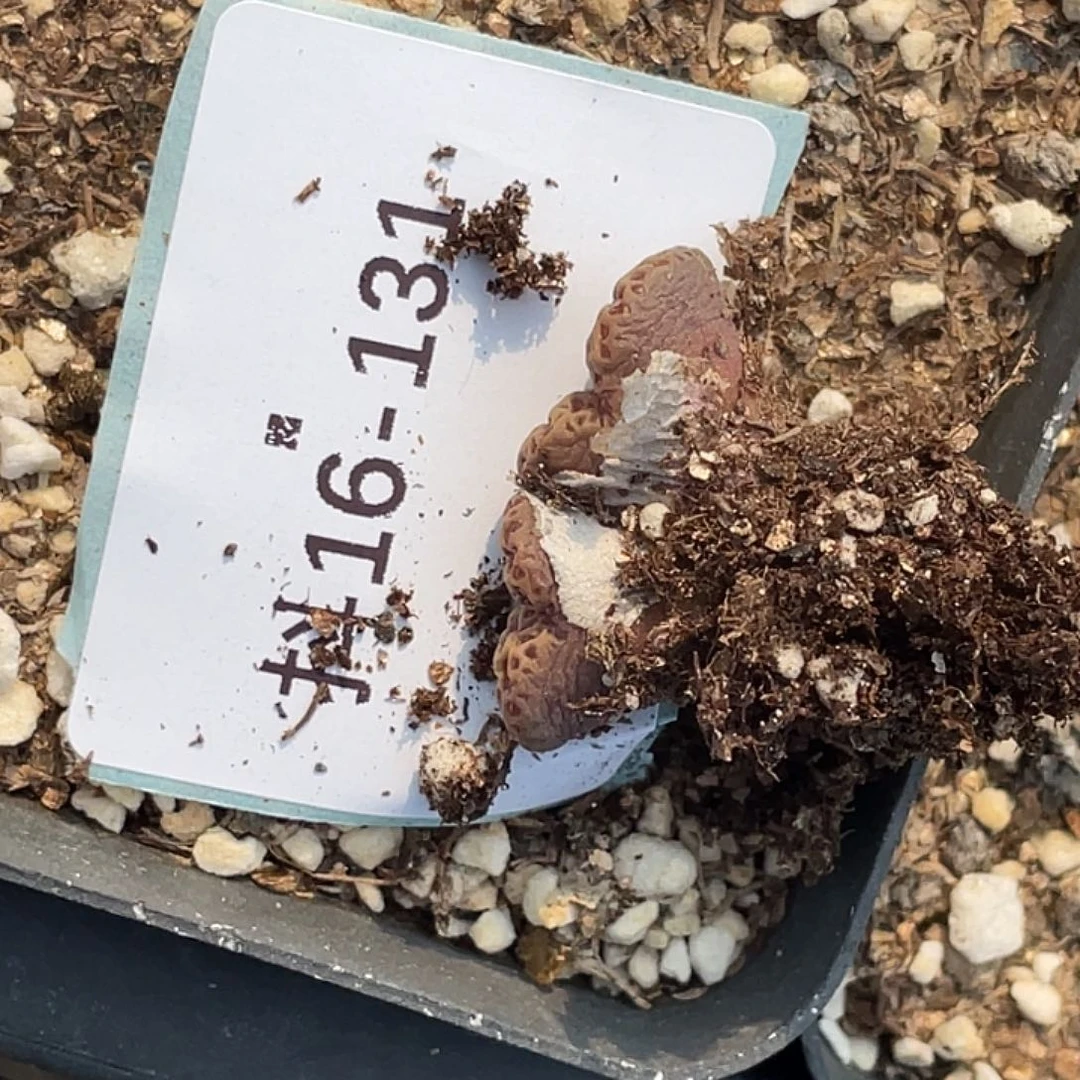 什***安16-131肉锥多肉植物