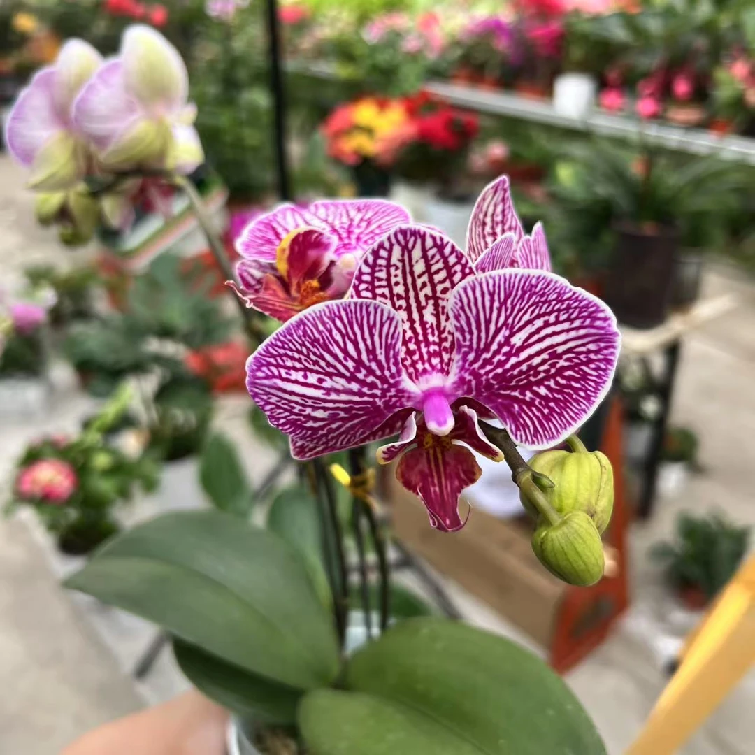 【新疆包邮】法国斑蝴蝶兰精品蝴蝶兰新婚乔迁