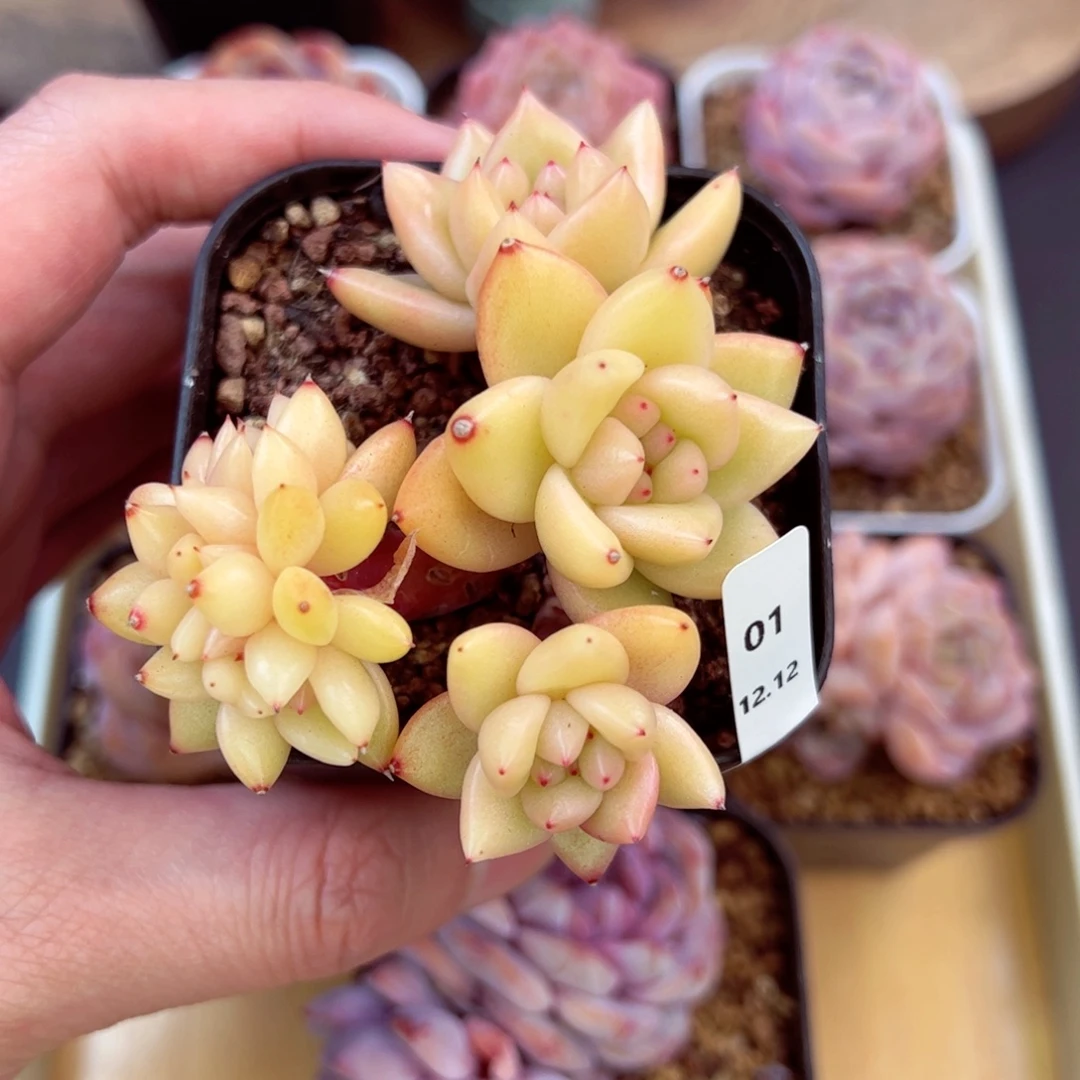 筱***.哈哈好看、哈哈哈哈