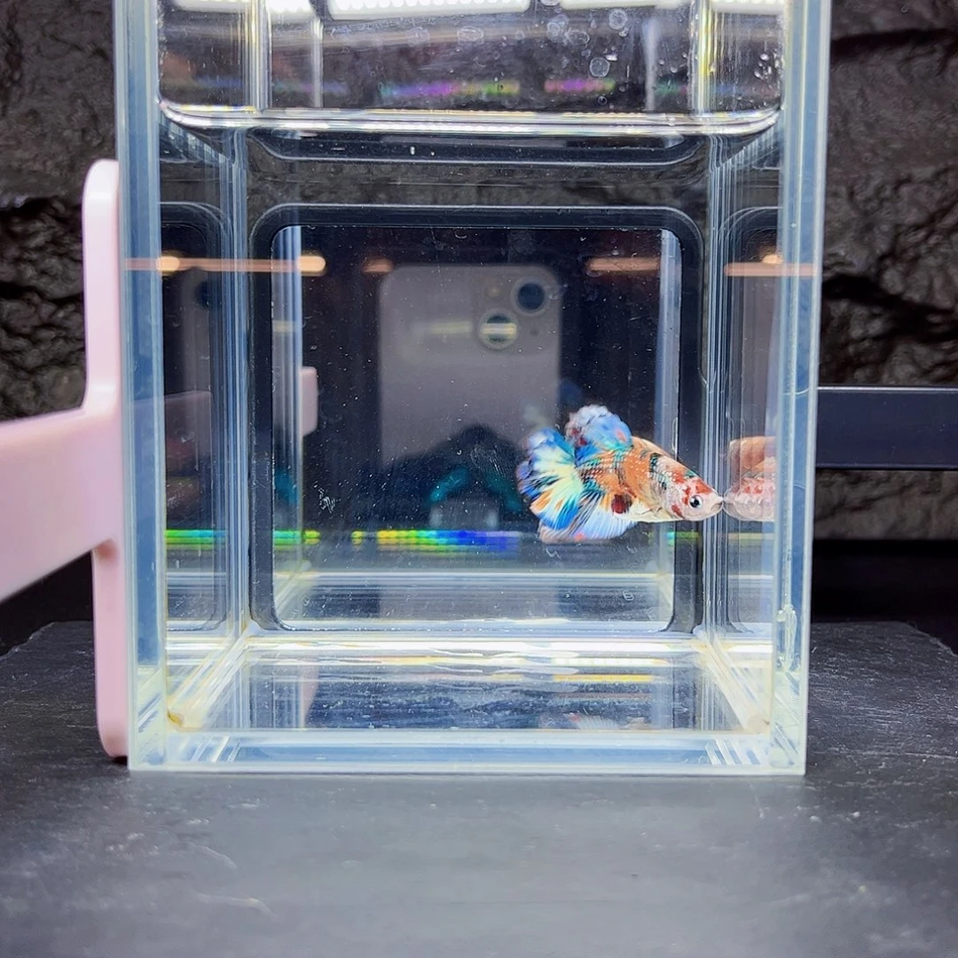 海水宙斯斗鱼竞拍08-24