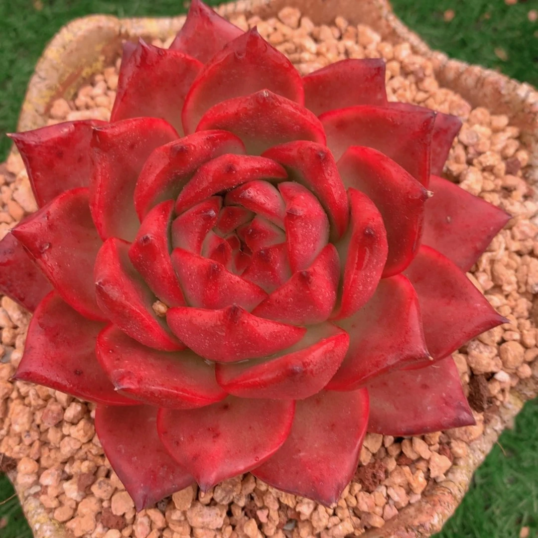 血斑玛丽12公分一物一拍