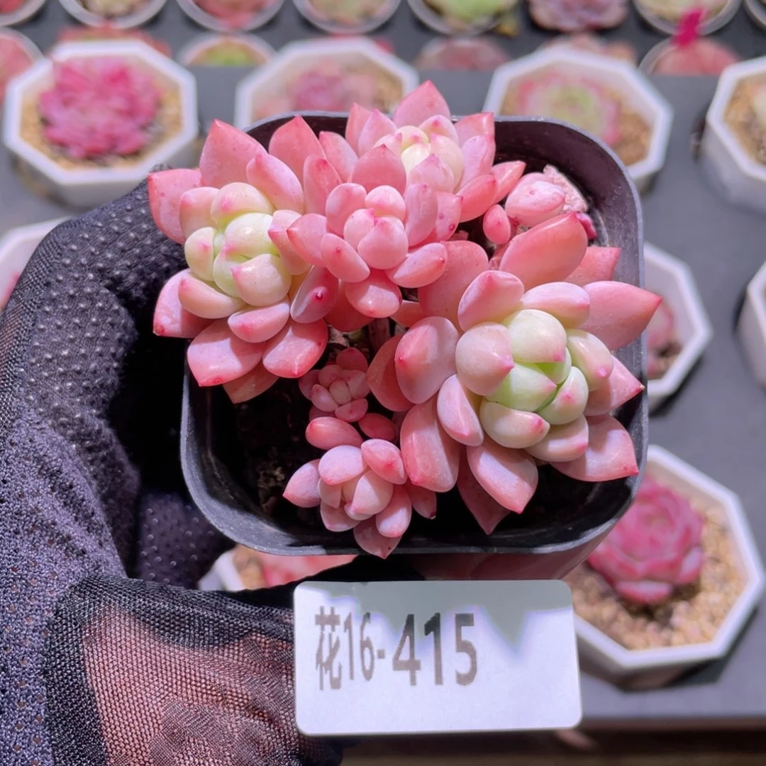 花利美16-415洛丽塔