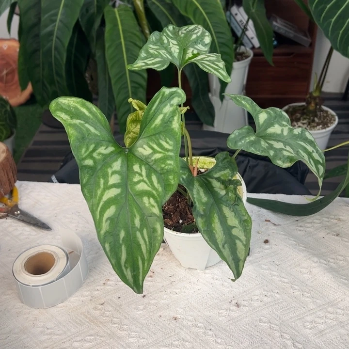 完全开放非洲鬼面