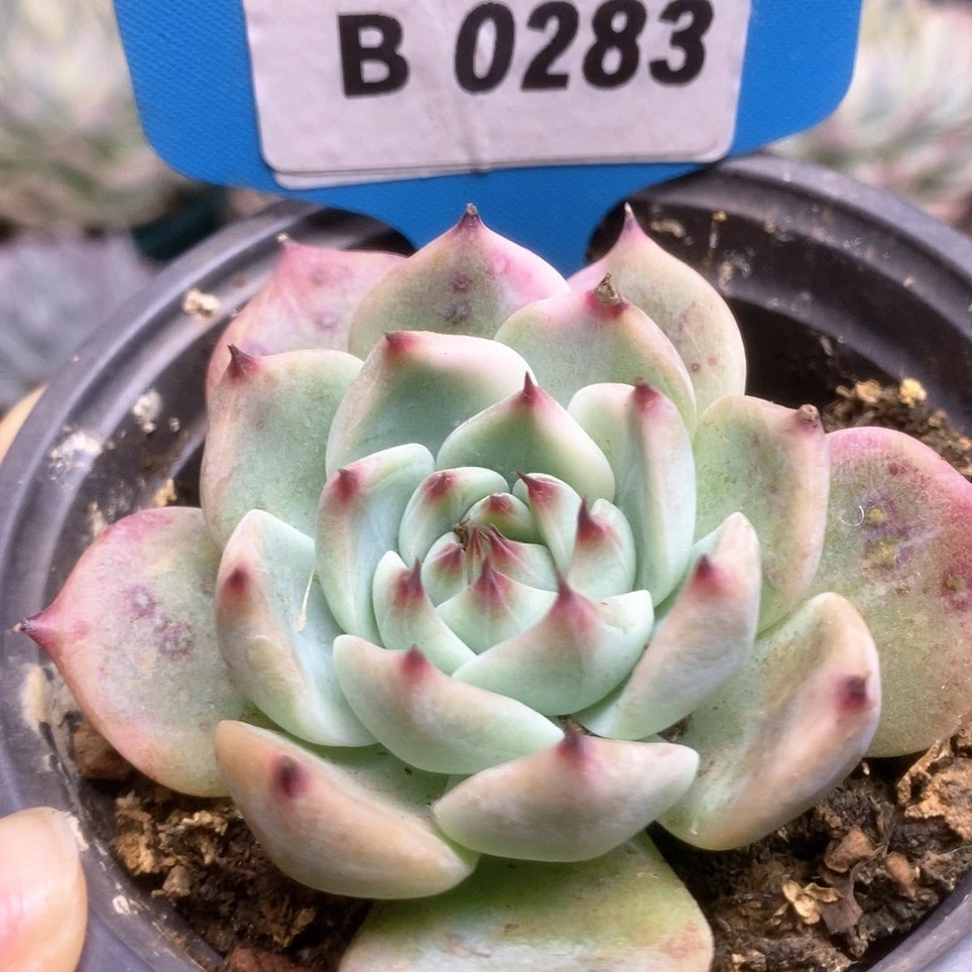 283锦锦锦锦锦锦