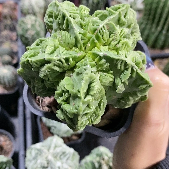 仙*花花草草花花草草
