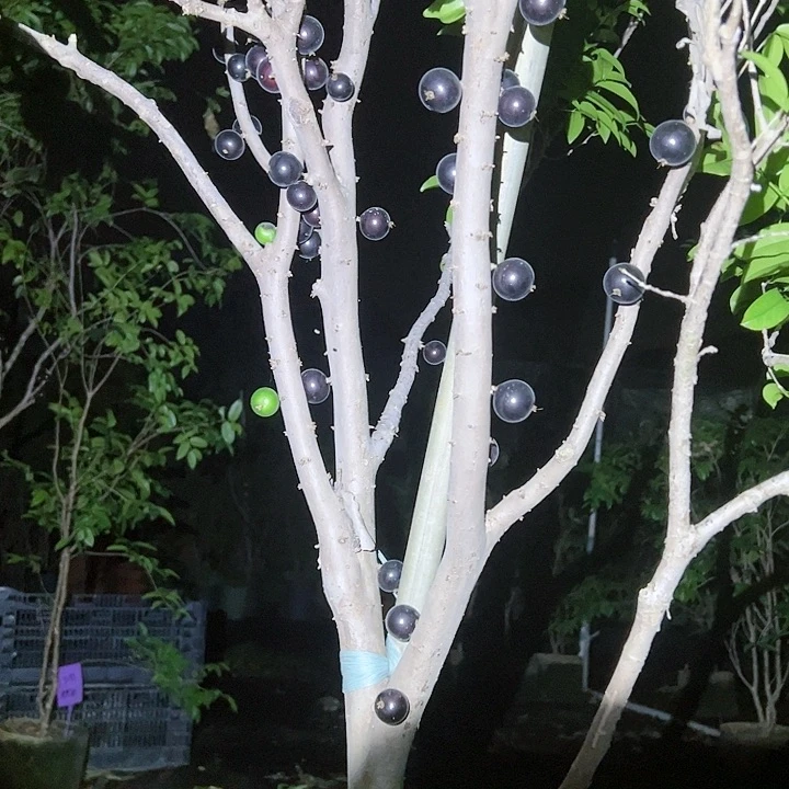 鸿**器乔尼苗4690932589