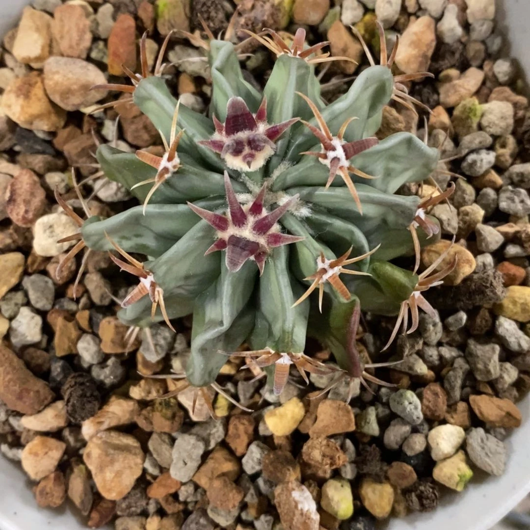 初*?仙人球王凌波