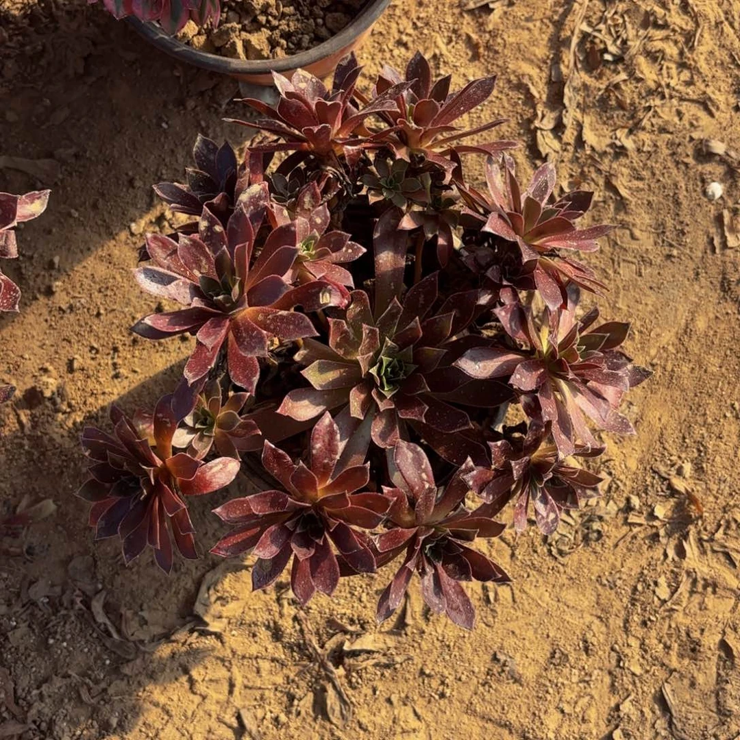 凤凰9.9两颗多肉植物