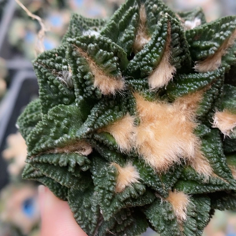 【闪购商品】*️****自根福利