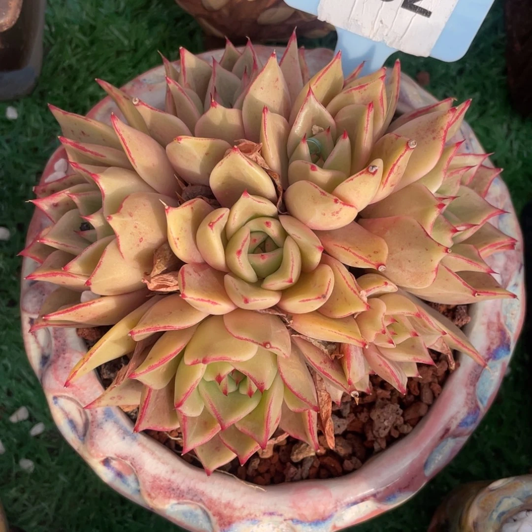 米亚多肉植物盆栽多肉植物