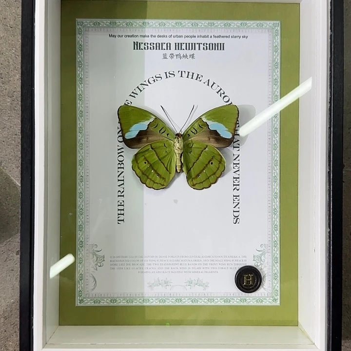 8***7蓝带鸭蛱蝶蝴蝶标本专拍