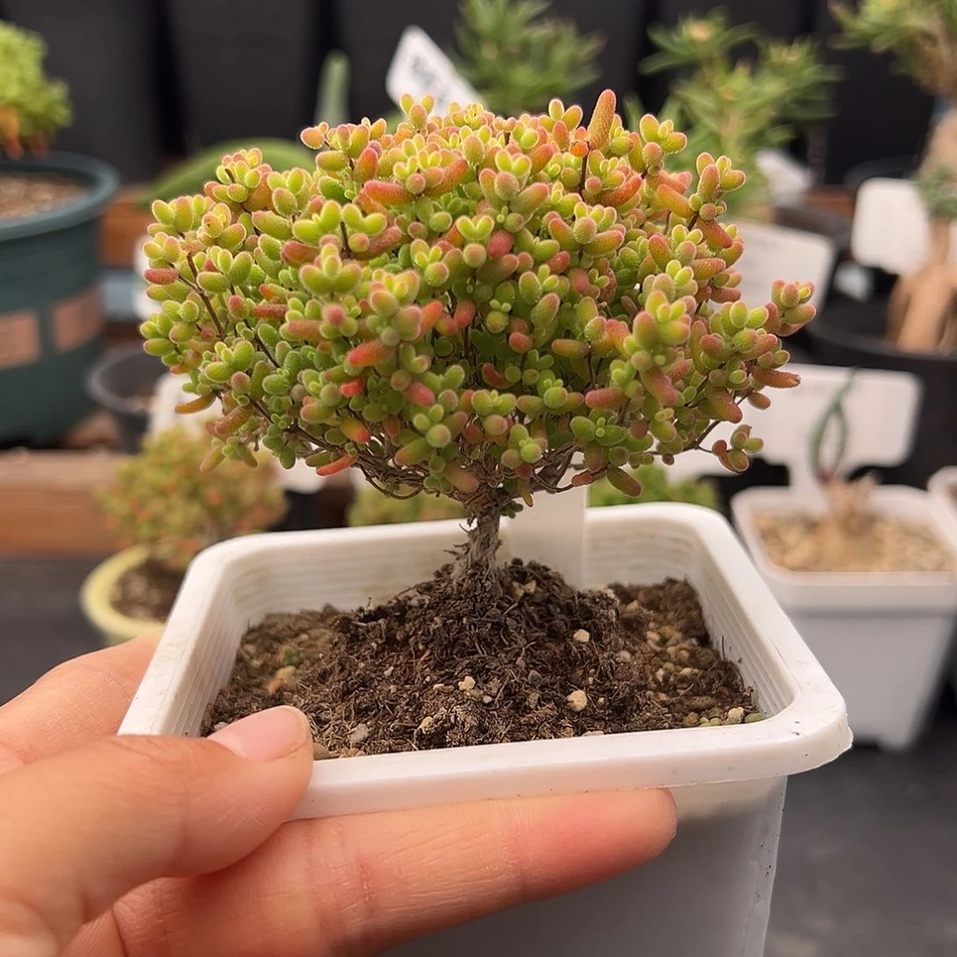 1002号密橘糖球12.31多肉10公分