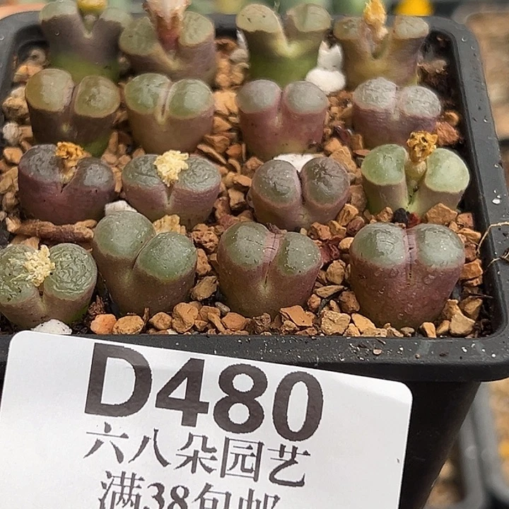 480号开播福利磁铁风铃一盒