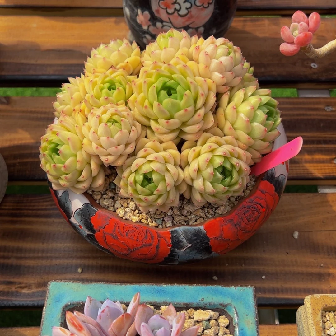 蒲***悠麦兜小老桩多肉植物