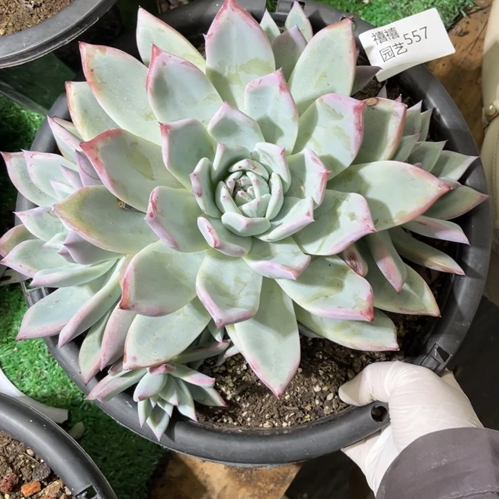 557粉巨人多肉植物