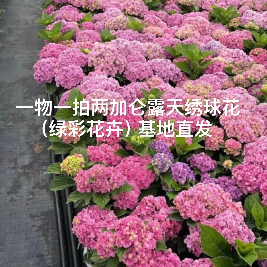 (绿彩花卉)直播露天大花绣球 (一物一拍)贵州基地直发 耐寒耐热
