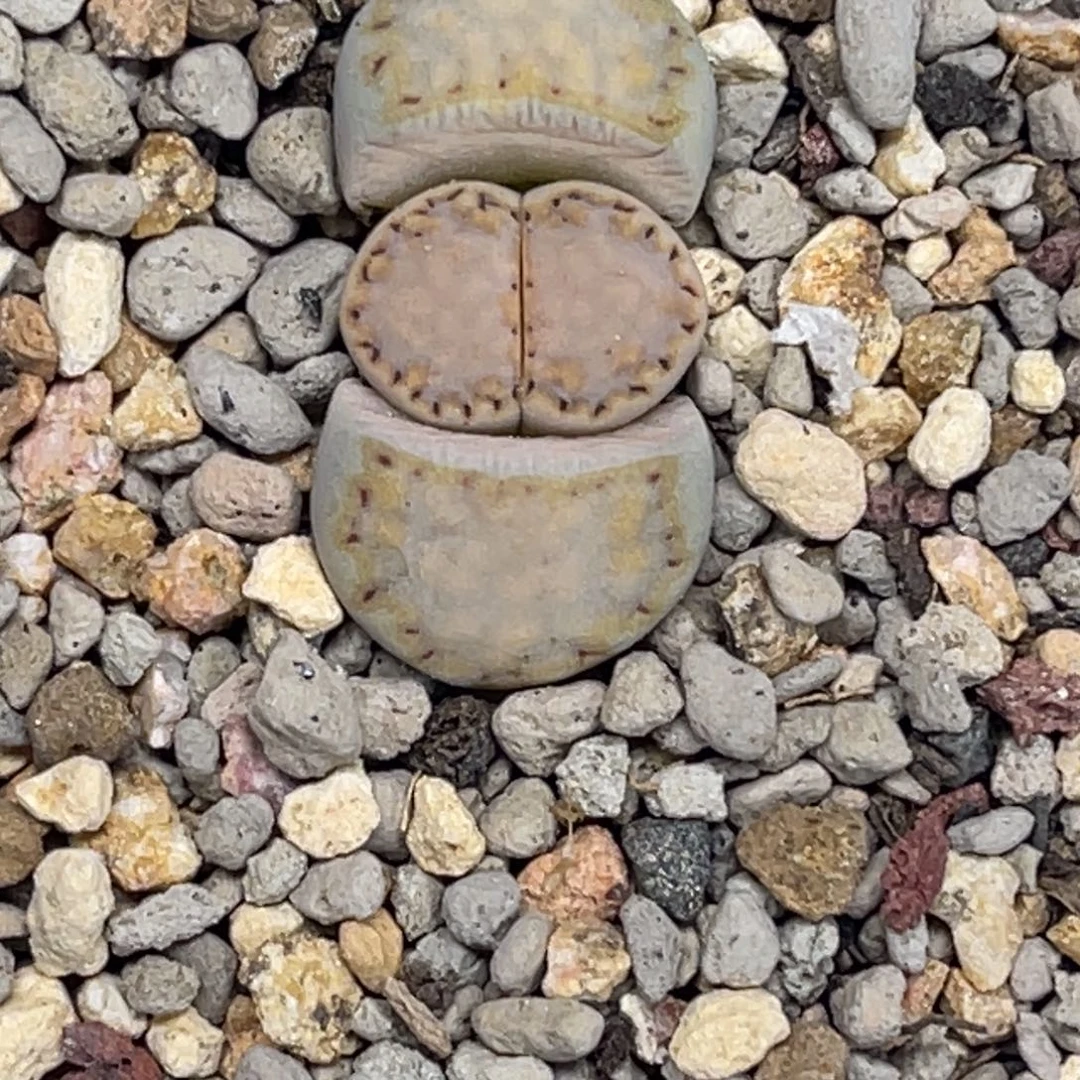 3448金边216蓝底尺寸1:6