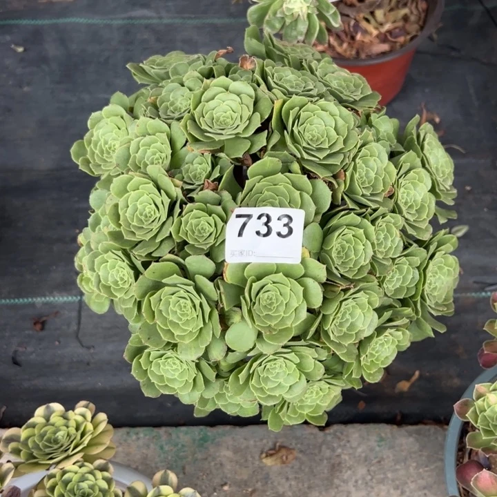 733绿羊绒30厘米左右