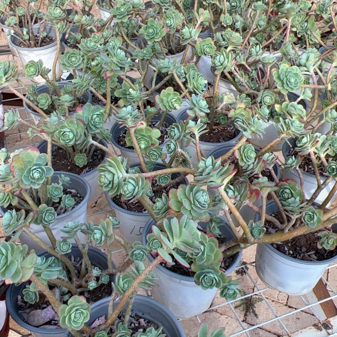 新疆包邮 薄化妆