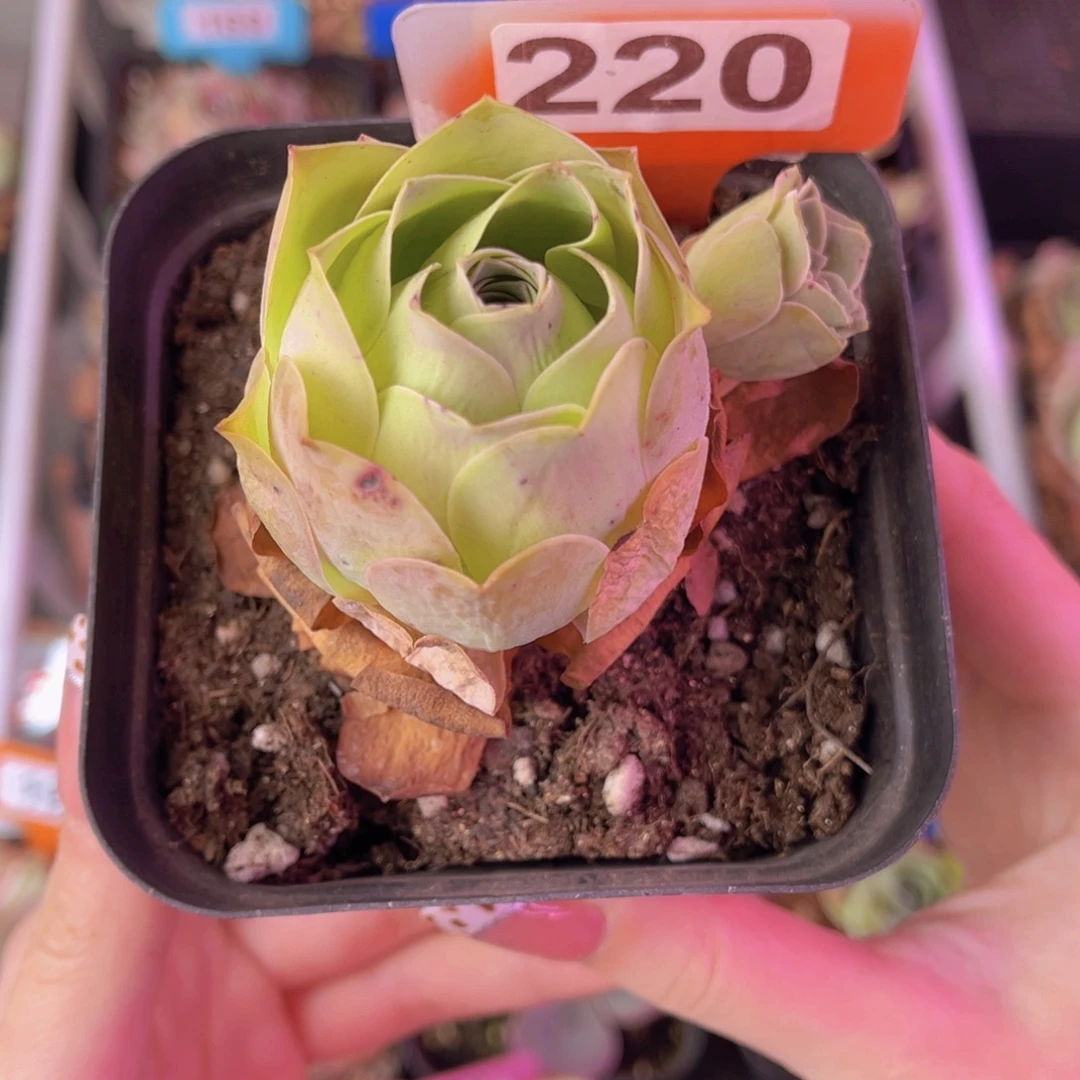 单品一物一拍220号