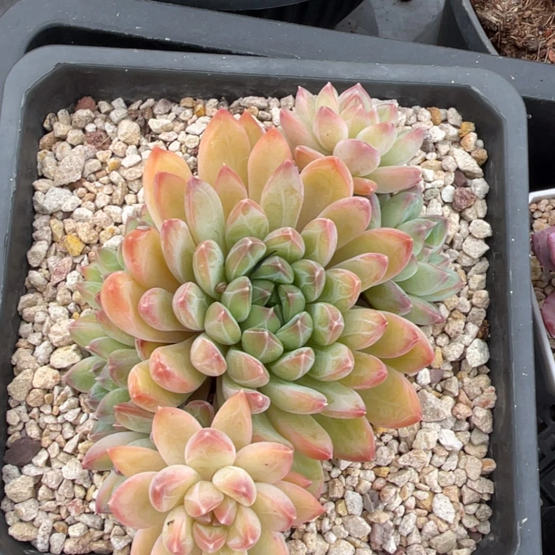 甲骨文七头群生13公分