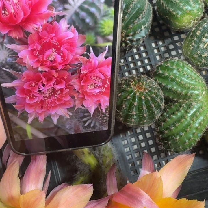 232彩草舞裙歪无根侧牙4公分左右