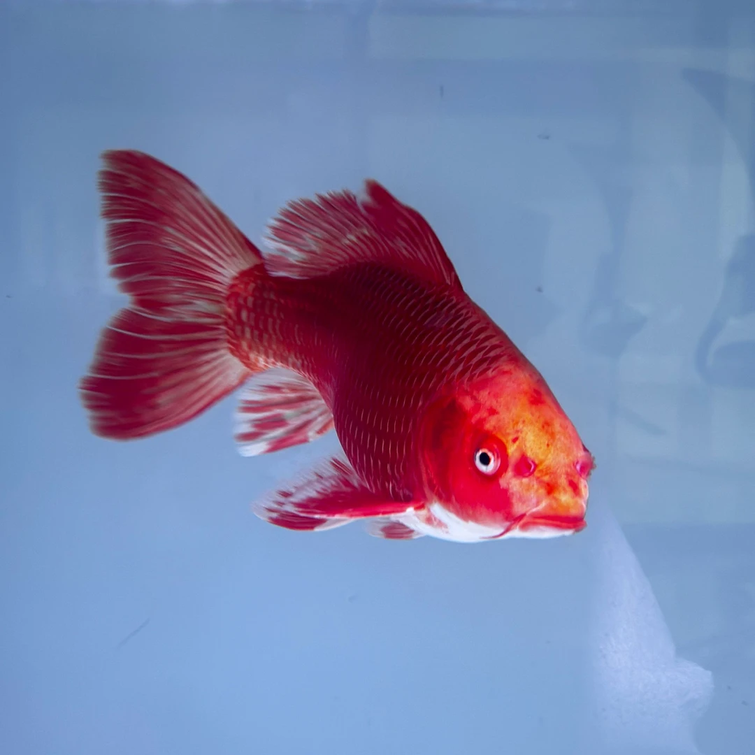 【老五精品蝴蝶】红普// 一物一拍（实物以直播间为准）