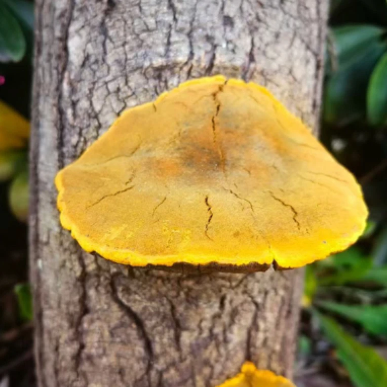 精选山货 桑黄 现收枸杞山货