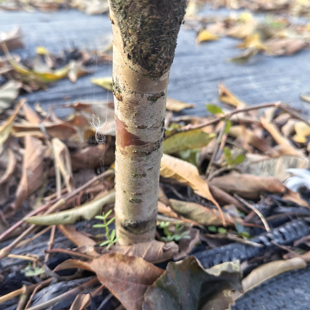 羌脆大李苗 两年嫁接苗 河南信阳发货