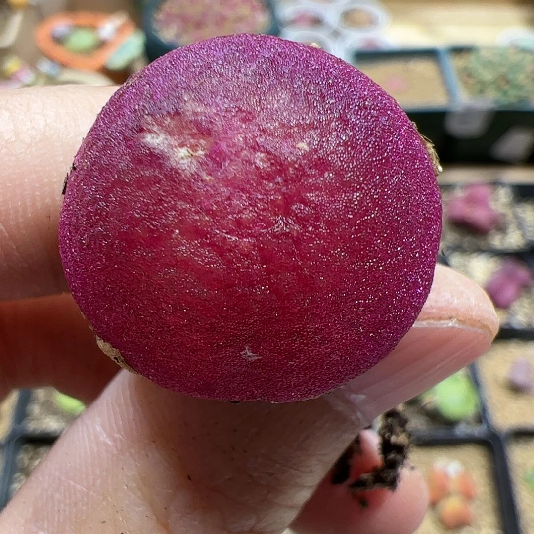 【闪购商品】374 秒