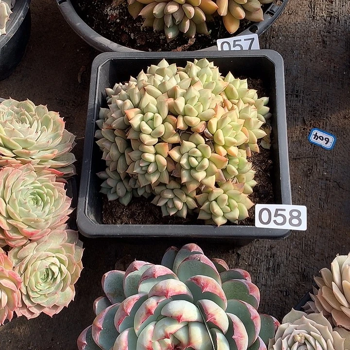 058象牙 一物一拍多肉