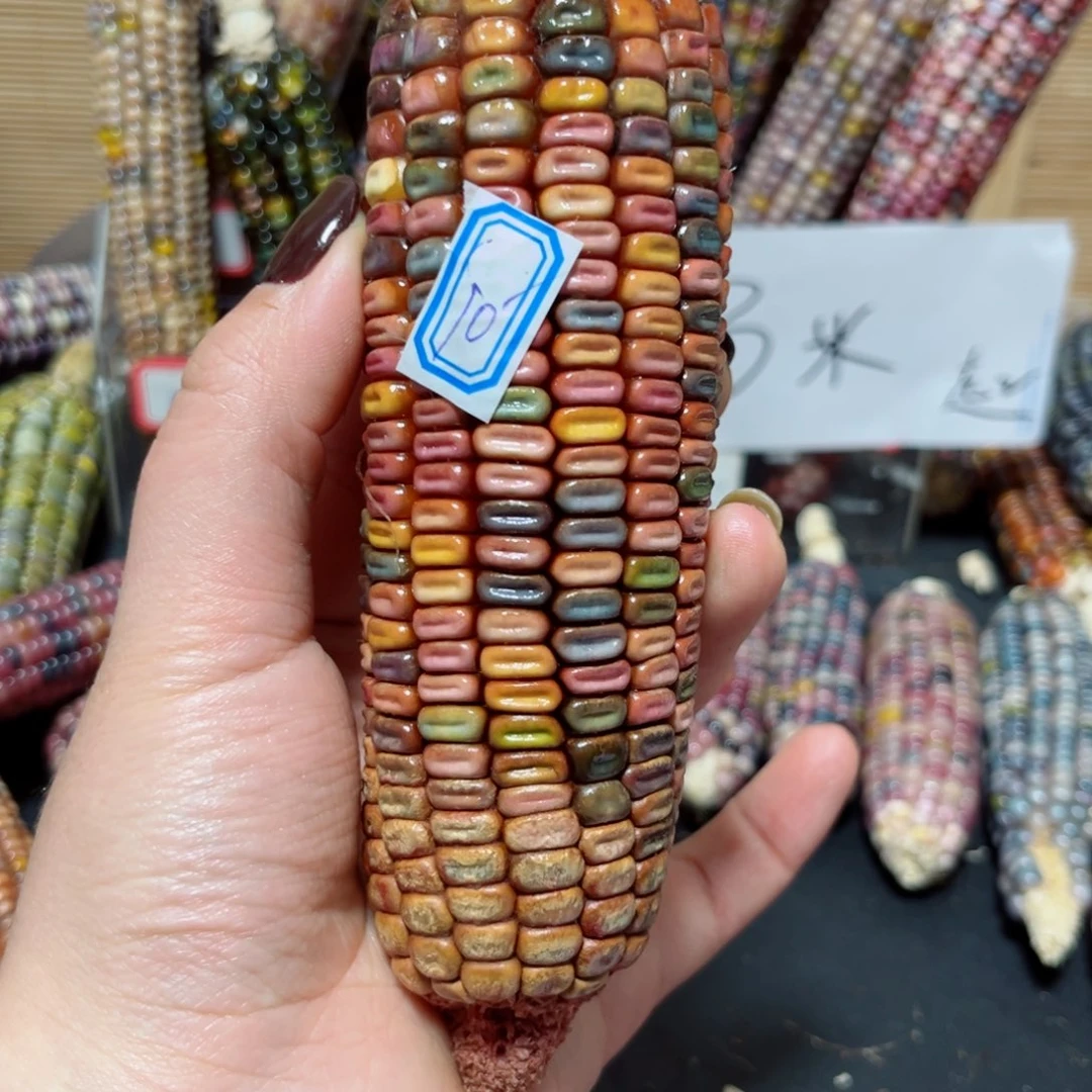 可***妈七彩文玩玉米直播间链接5元邮费