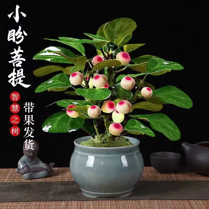 禅意小盼菩提树盆栽带果室内客厅桌面绿植办公室四季好养盆景植物