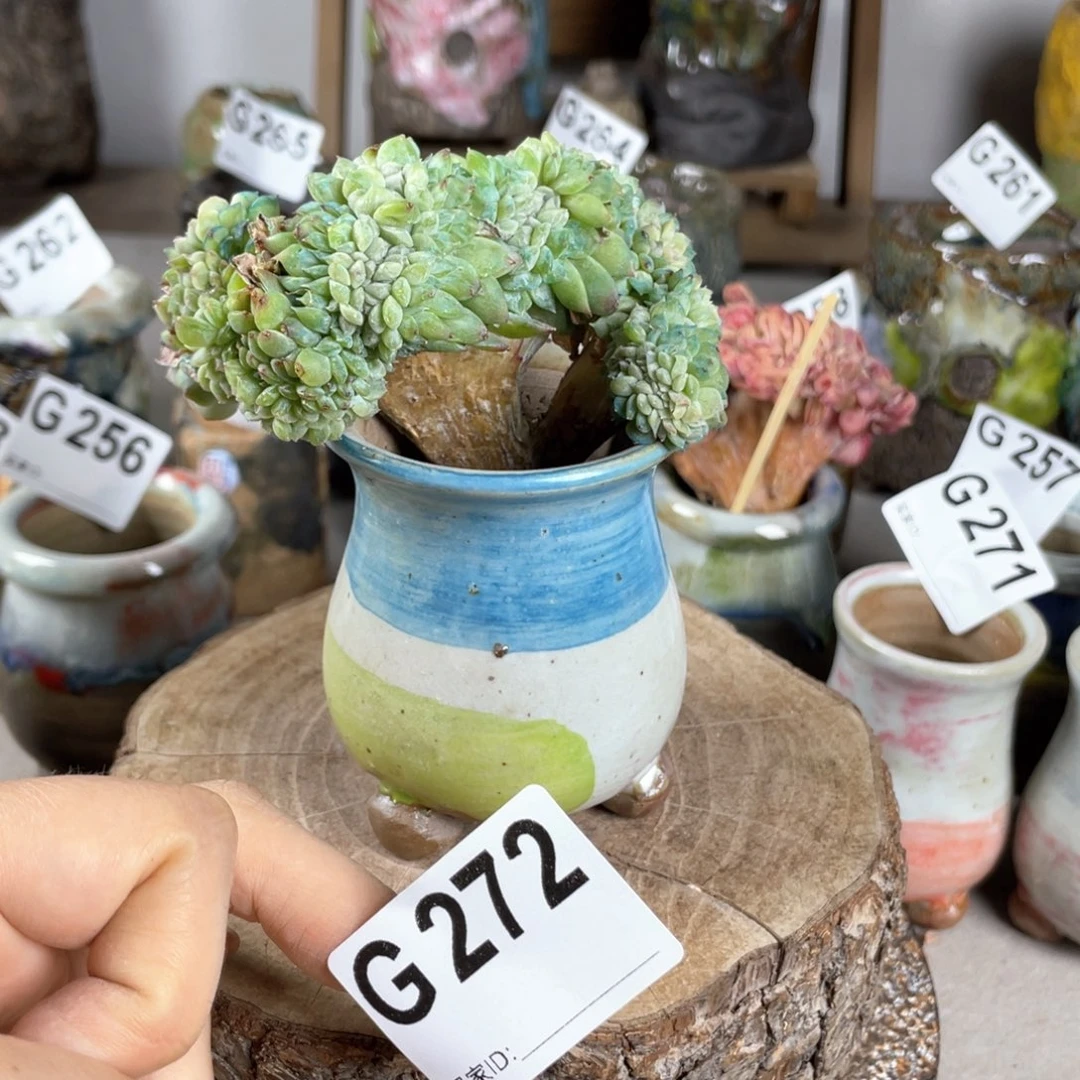 紫砂花盆油画mini 内口5.5在 不含肉