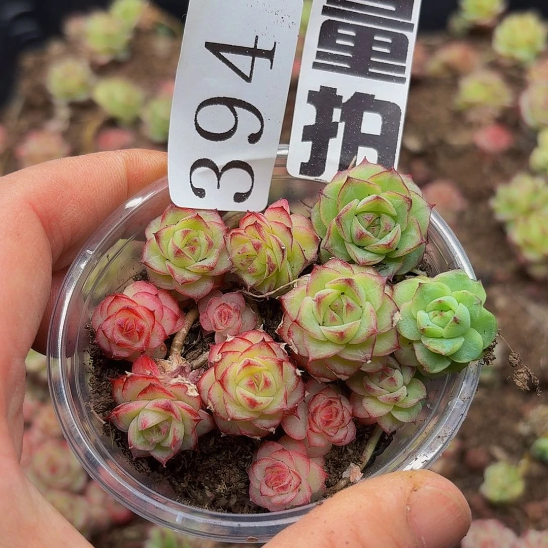 多肉植物多肉植物394量拍