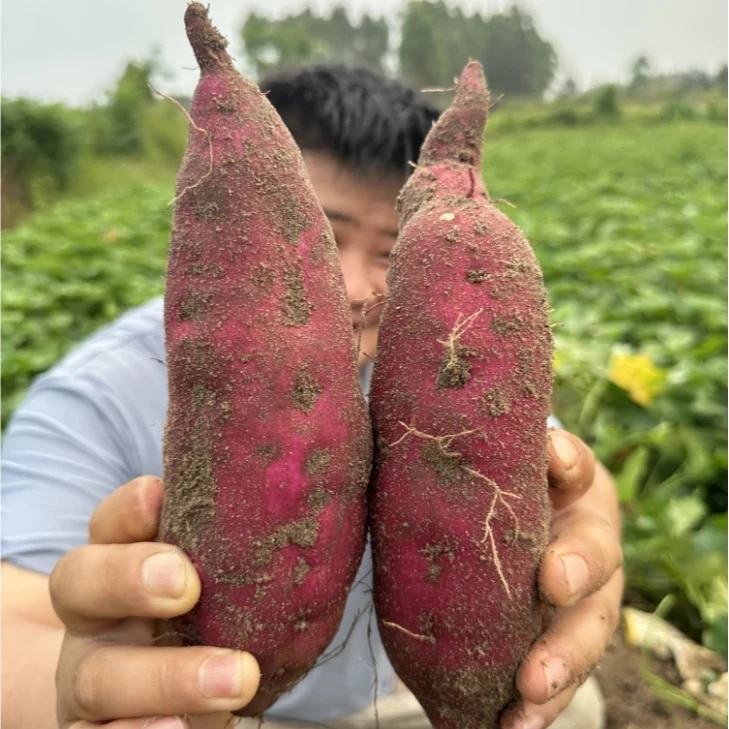 【海南发货】桥头地瓜红薯大中小果新鲜现挖香甜干粉板栗心3/5/9斤