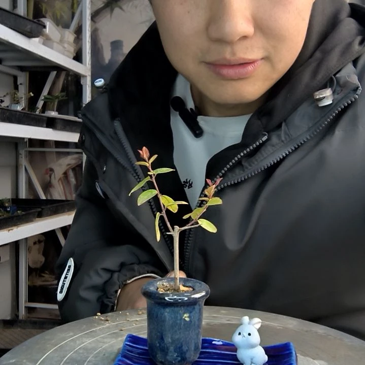 嗯*小盆景小植物一物一拍136