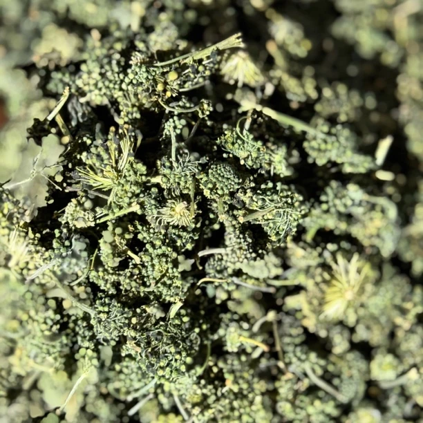 【真实惠】西洋-花云南供销社助农赶集现收山货优质滋补农产品