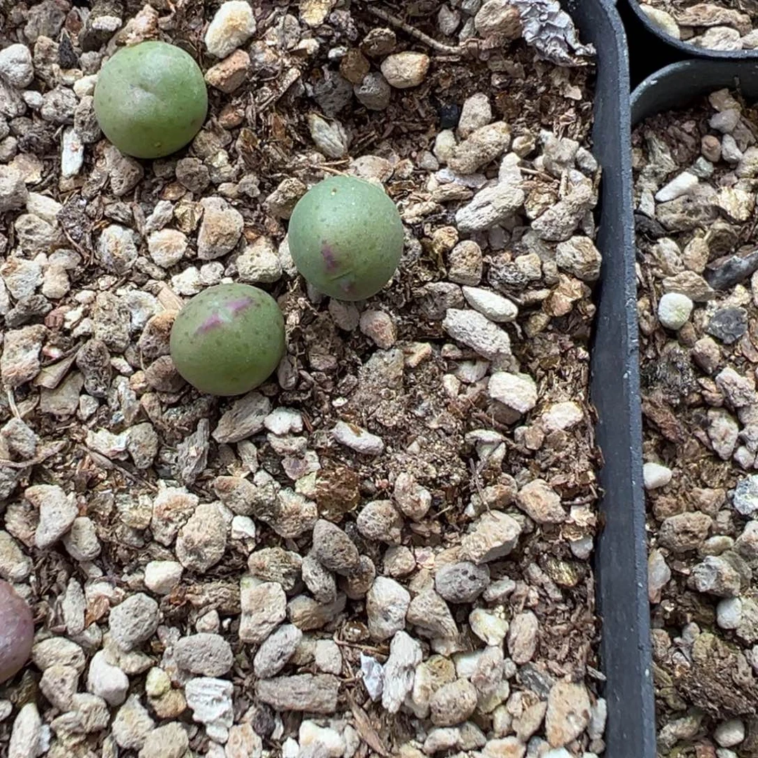 量拍1558皮卡丘小苗一颗