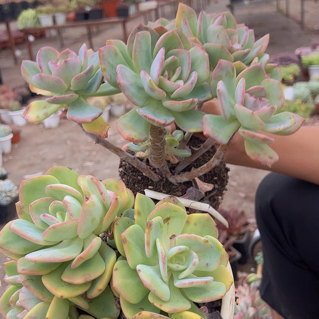 2盆白月光 多肉植物