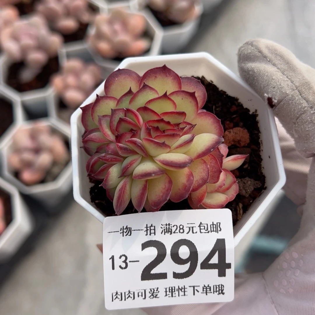 肉酱玫瑰多肉多肉