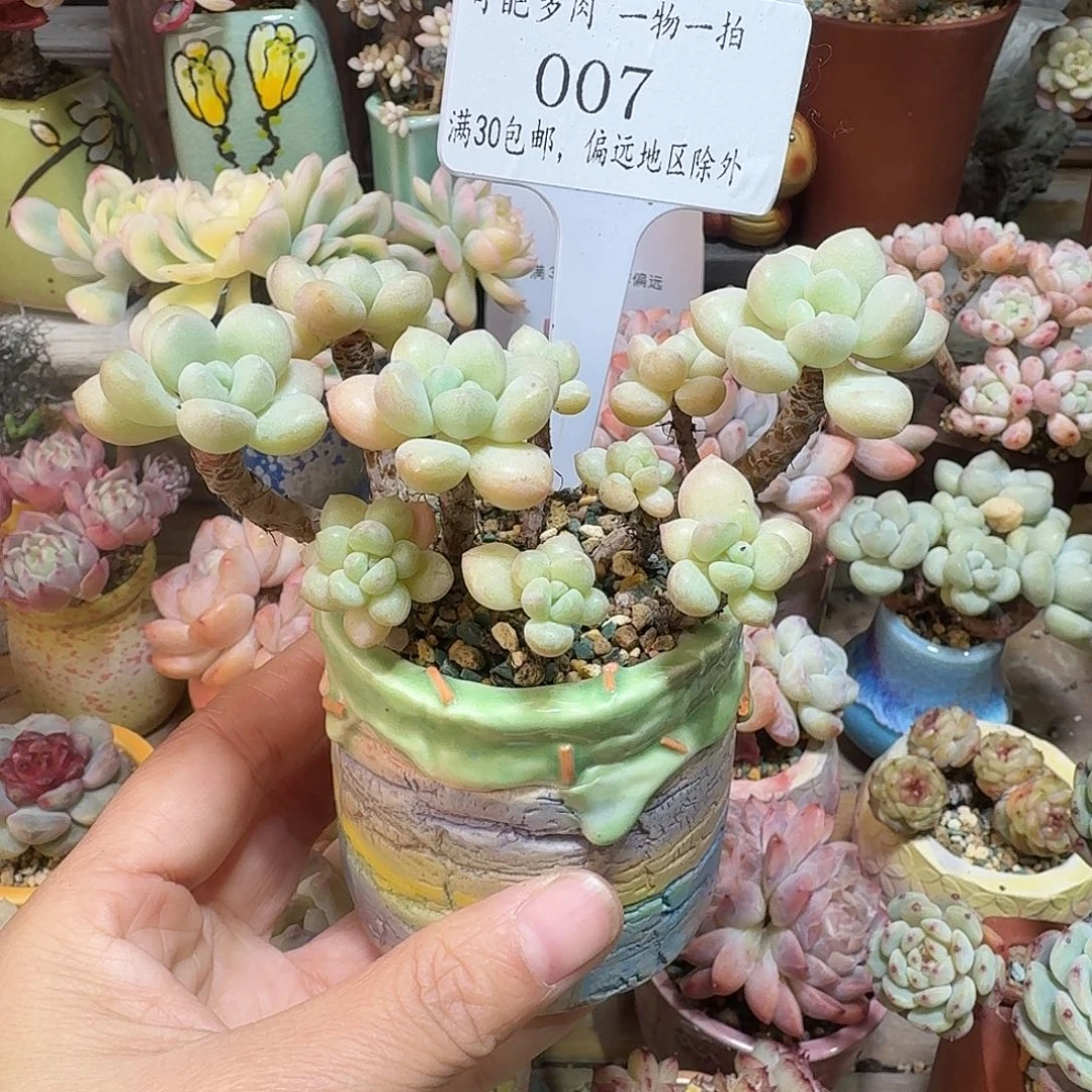 007 多肉含盆土 30元包邮➗偏远