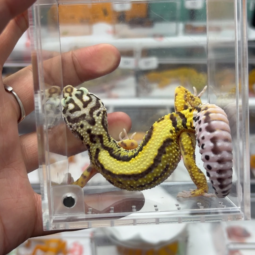 豹纹守宫土匪直线妹妹N123