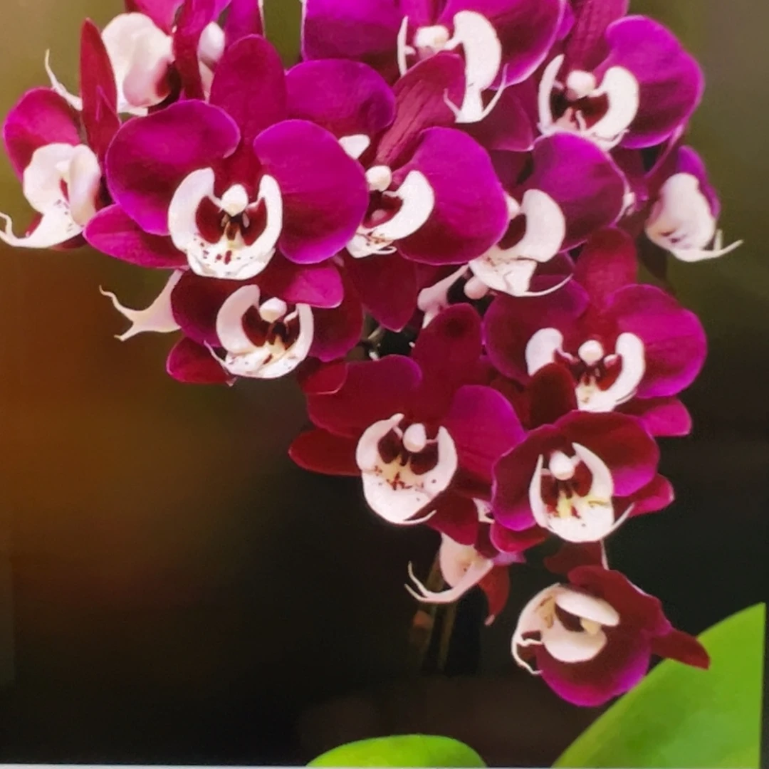 当前无花栽培后可以开花带剑久久团圆新苗凑单发货