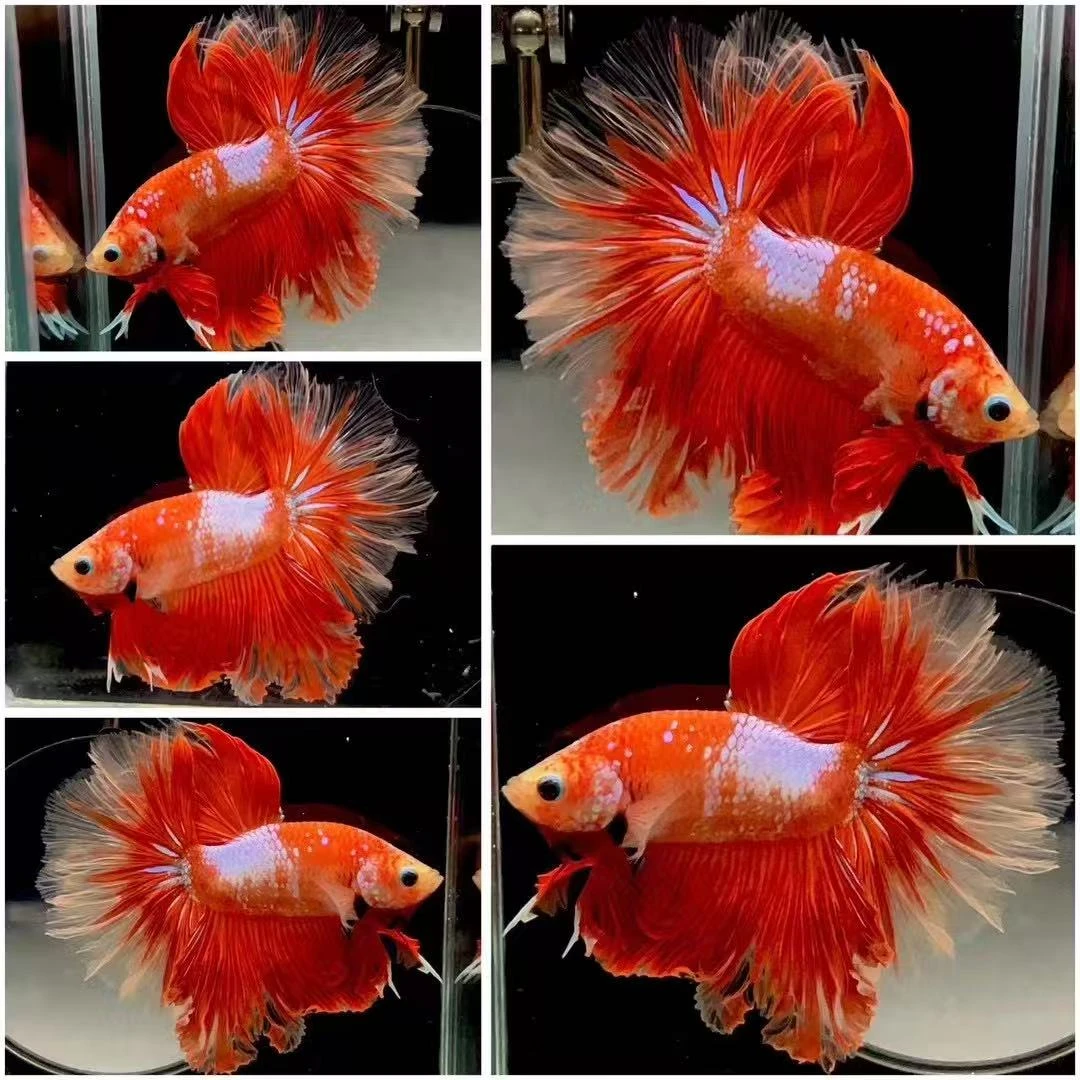 （第4版）78~101斗鱼半月观赏鱼热带鱼好养耐活宠物鱼