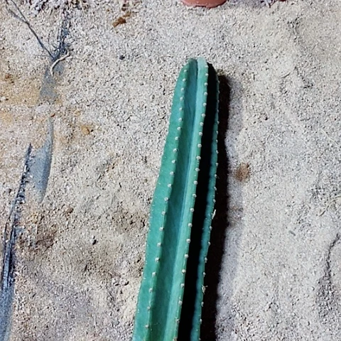 完全开放50公分左右脱土发货量天尺