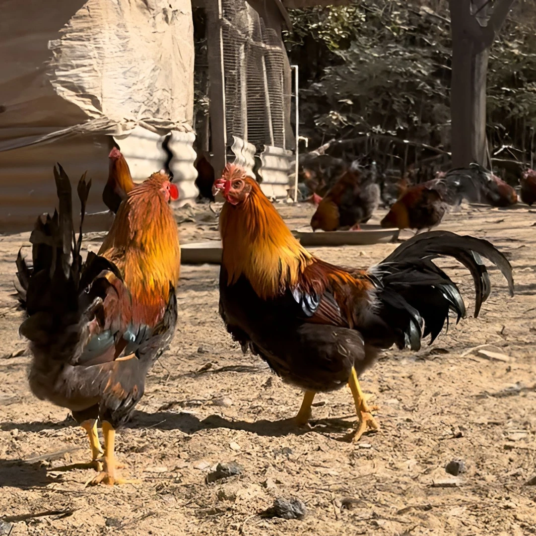 现场称改价广东虫草扇鸡农家散养脆皮鸡打边炉白切鸡就是要吃靓的