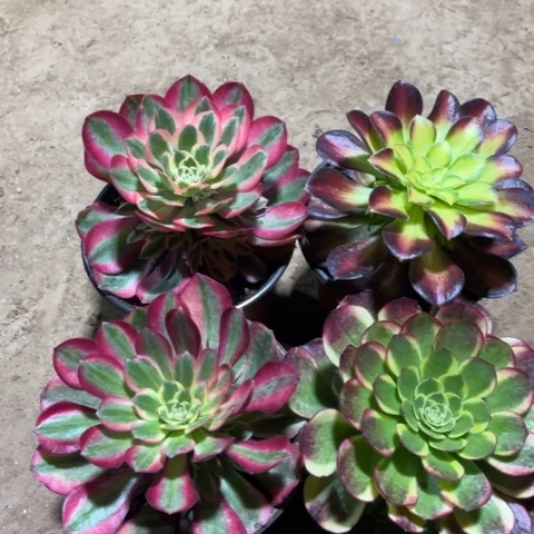 060多肉植物组合